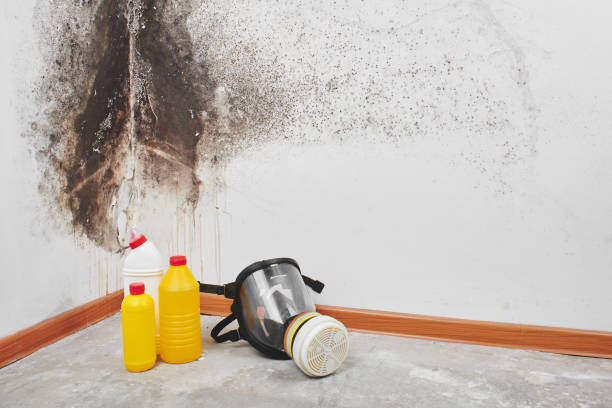 Best Mold Remediation for Specific Building Types in High Bridge, NJ