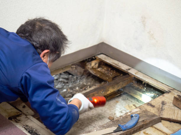 Best White Mold Remediation in High Bridge, NJ