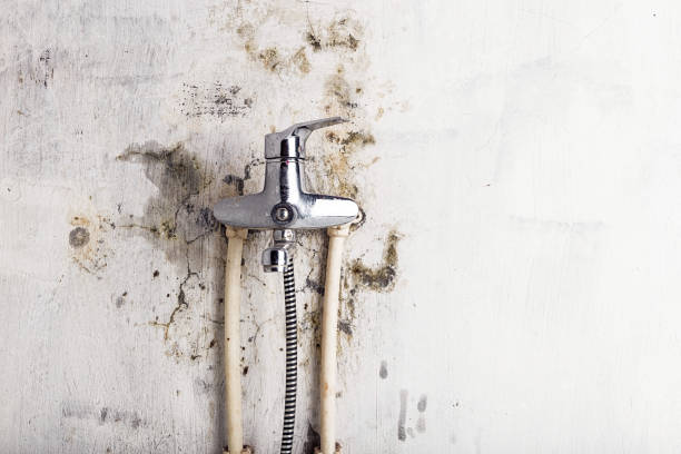 Best Mold Testing and Inspection Services in High Bridge, NJ