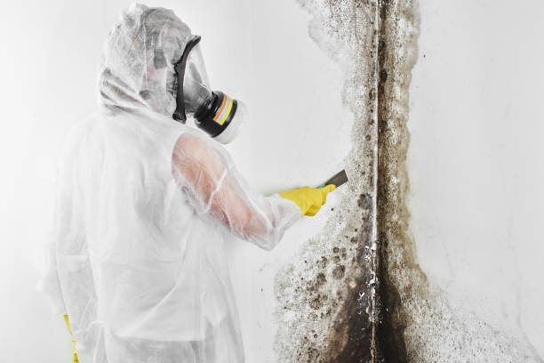 Best Industrial Mold Remediation in High Bridge, NJ