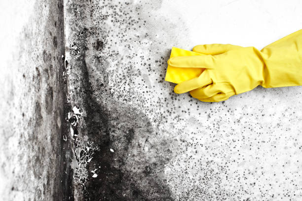 Best Post-Flood Mold Remediation in High Bridge, NJ