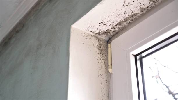Best Localized Mold Remediation (e.g., coastal areas, humid climates) in High Bridge, NJ
