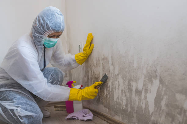 Best Mold Testing and Inspection Services in High Bridge, NJ