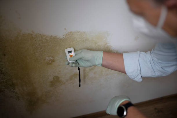 Best Mold Testing and Inspection Services in High Bridge, NJ