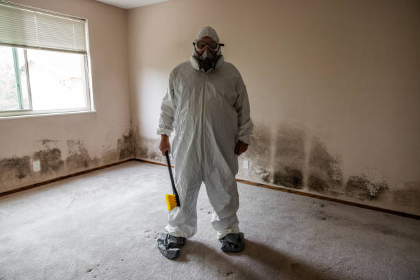 Best Basement Mold Remediation in High Bridge, NJ