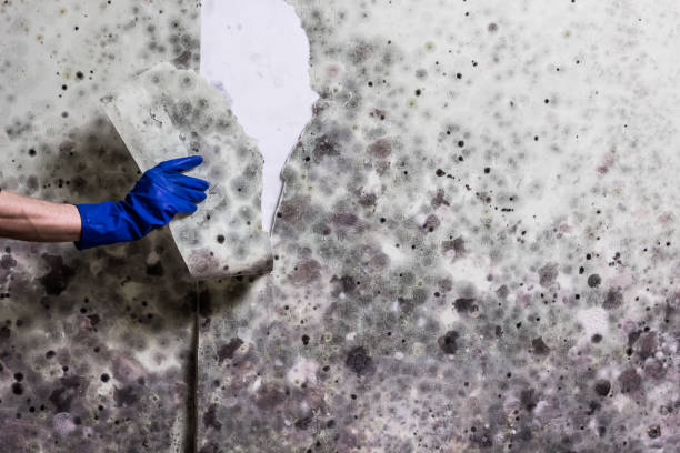 Best Basement Mold Remediation in High Bridge, NJ